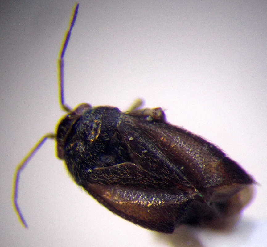 Chlamydatus eurotiae