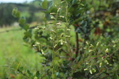 Baccharis bogotensis