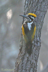 Chrysocolaptes festivus