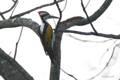 Chrysocolaptes festivus
