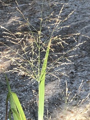 Panicum virgatum cubense