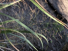 Panicum virgatum cubense