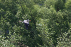 Ardea cinerea
