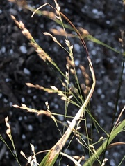 Panicum virgatum cubense