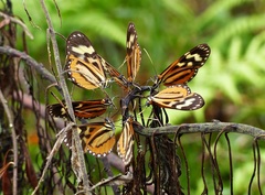 Hypothyris euclea laphria