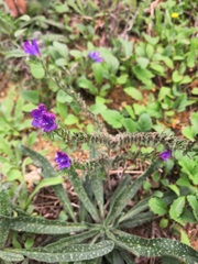 Echium vulgare pustulatum