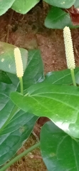 Piperales