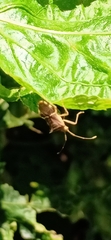 Gonocerini