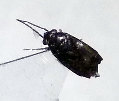 Chlamydatus pullus