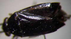 Chlamydatus pullus
