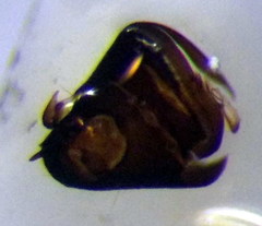Chlamydatus pullus