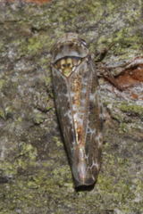 Allygus maculatus