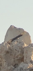 Oenanthe chrysopygia