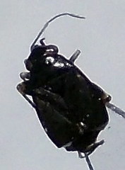 Chlamydatus pullus