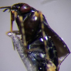 Chlamydatus pullus