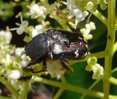 Heterocnemis graeca