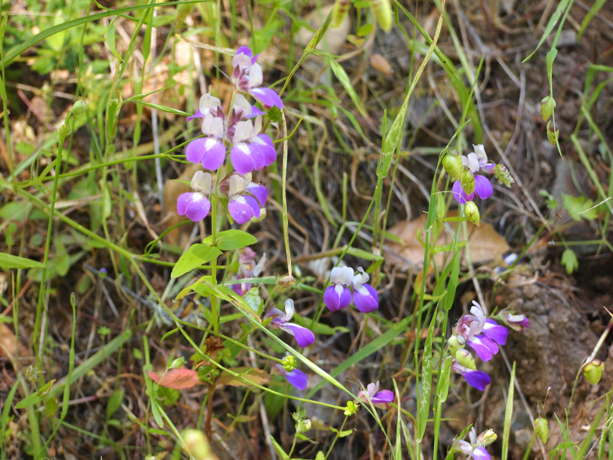 Collinsia heterophylla var. heterophylla