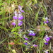 Collinsia heterophylla heterophylla - Photo (c) J. Maughn, algunos derechos reservados (CC BY-NC), subido por J. Maughn