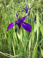 Iris laevigata