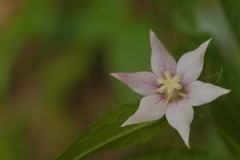 Cyclocodon lancifolius