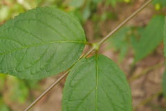 Cyclocodon lancifolius