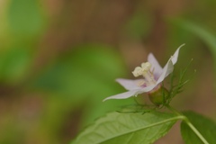 Cyclocodon lancifolius
