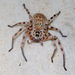 Walckenaer's Huntsman Spider - Photo (c) Gaell Mainguy, some rights reserved (CC BY-NC-ND), uploaded by Gaell Mainguy