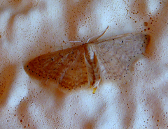 Idaea obsoletaria