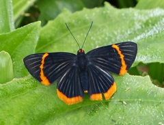 Riodina lycisca lycisca