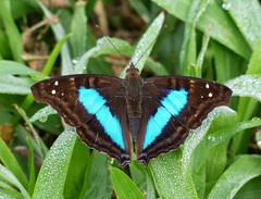 Doxocopa laurentia laurentia