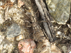 Rhynocoris erythropus