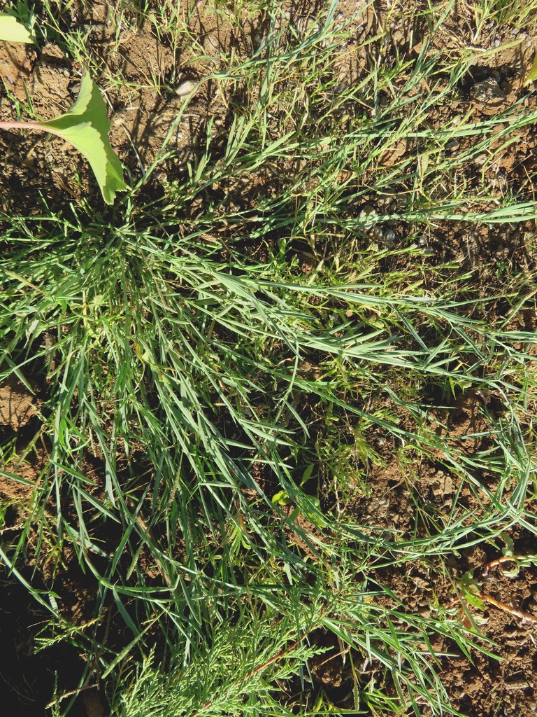 Polygonum setosum