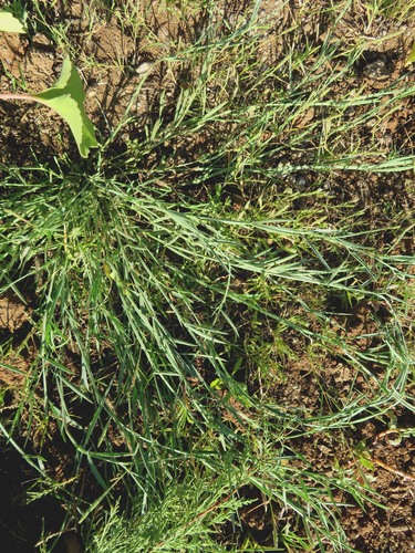 Ebemekmeği (Polygonum setosum)