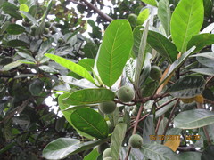 Ficus maxima
