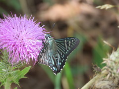 Phocides urania urania