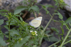 Pieris rapae