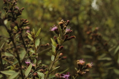 Lepidaploa karstenii