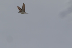 Charadrius placidus