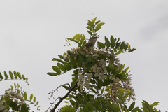 Acrocephalus orientalis