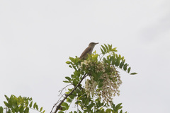 Acrocephalus orientalis