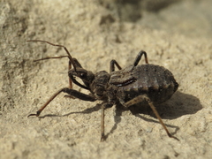 Rhynocoris erythropus