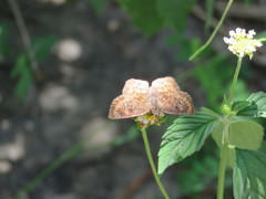 Polyctor enops