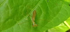 Hapalopeza