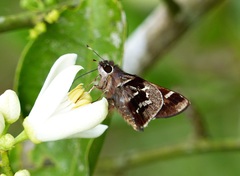 Thespieus aspernatus