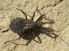 Rhynocoris erythropus