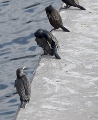 Phalacrocorax carbo
