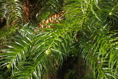 Cunninghamia