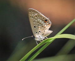 Lepidochrysops patricia