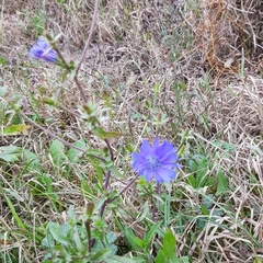 Cichorium intybus