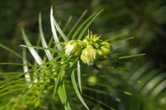 Cunninghamia